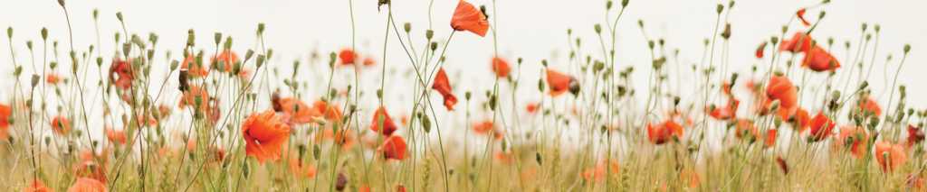 world mission society church of god