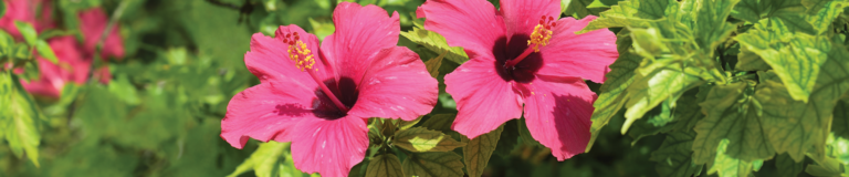 world mission society church of god female image of god