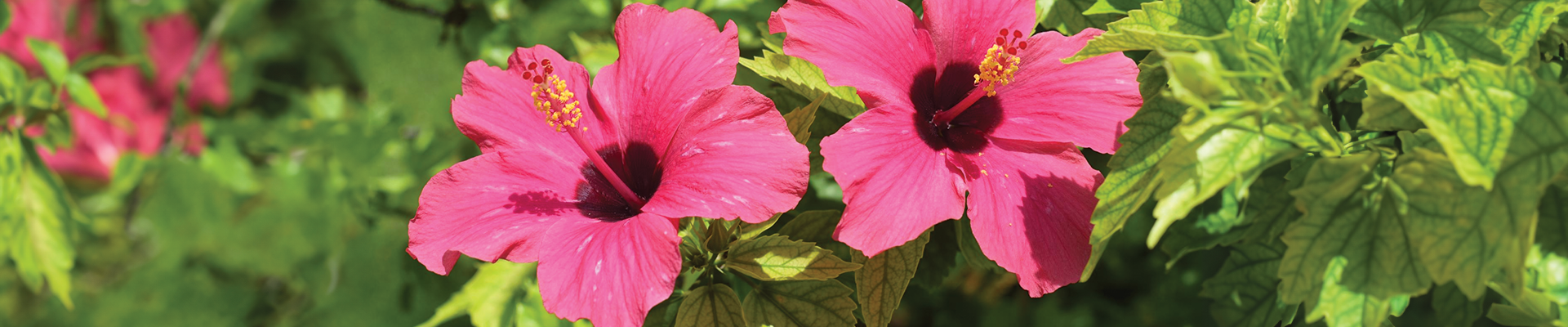 world mission society church of god female image of god